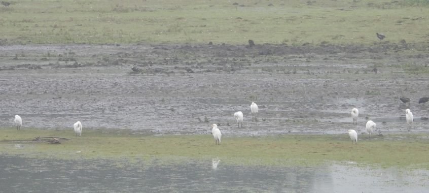 Cattle Egrets, Tice&#039;s Meadow (J Snell).