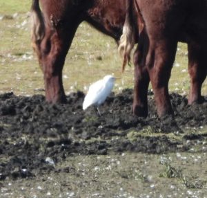 Cattle Egret, Tice's Meadow (P Matos).