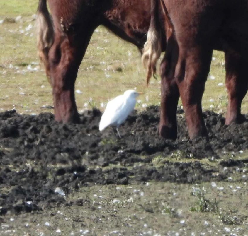Cattle Egret, Tice&#039;s Meadow (P Matos).