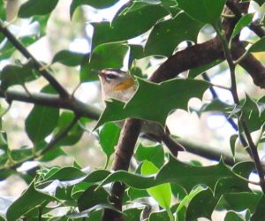 Firecrest, Wimbledon Common (J Reeves).