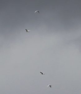 Great Egrets, Holmethorpe SP (G Hay).