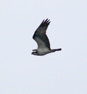 Osprey, Island Barn Reservoir (D Harris).