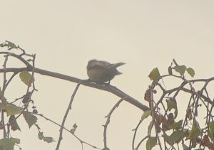 Pied Flycatcher, Beddington Farmlands (I Jones).