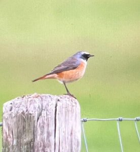 Redstart, Brook (D Brassington).