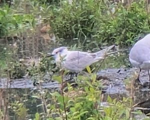 Sandwich Tern, Beddington Farmlands (D Bulling).