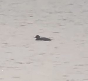 Common Scoter, Island Barn Reservoir (D Harris).