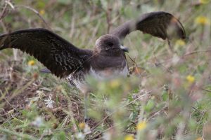 Long-tailed Skua, Beddington Farmlands (A Dutta).