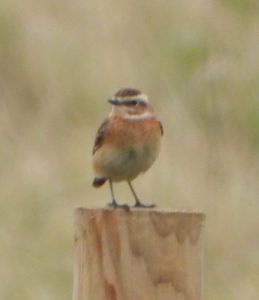 Whinchat, Stoke D'Abernon (J Snell).