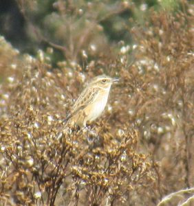 Whinchat, Richmond Park (J Reeves).