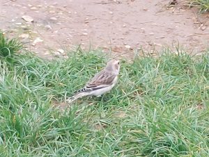 Snow Bunting, Newlands Corner (B Goodge).