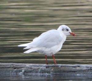 Mediterranean Gull, Thorpe Park (J Snell).