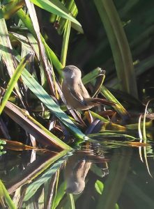 Bearded Tit, Ewell (S Ferguson).