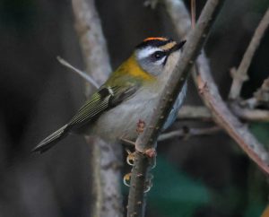 Firecrest, Beddington Farmlands (I Jones).