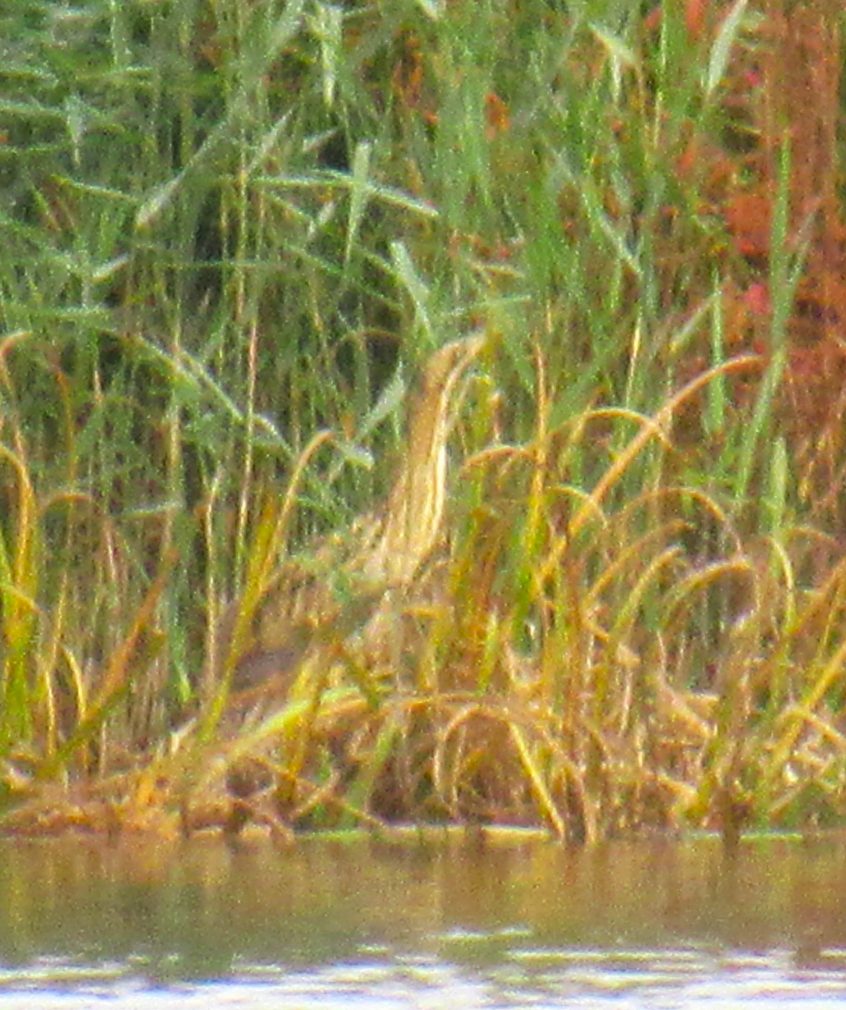 Bittern, London Wetland Centre (J Reeves).
