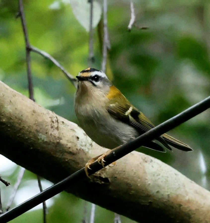 Firecrest, Little Woodcote (I Jones).