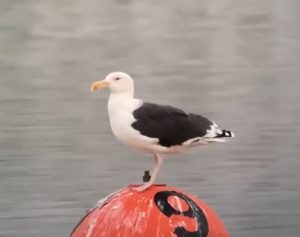 Great Black-backed Gull, Island Barn Reservoir (D Harris).