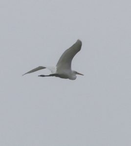 Great Egret, Beddington Farmlands (I Jones).