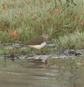 Green Sandpiper, Holmethorpe SP (G Hay).