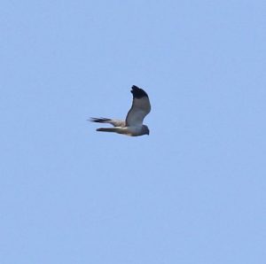 Hen Harrier, Pewley Down (K Britten).