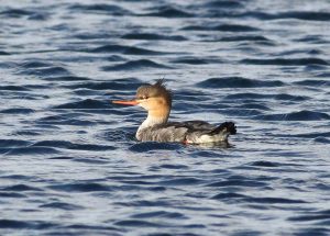 Red-breasted Merganser, Island Barn Reservoir (D Harris).