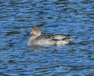 Pintail, Papercourt GPs (E Sames).