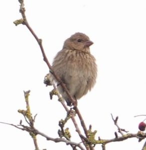 Common Rosefinch, Pyrford (T Collett).