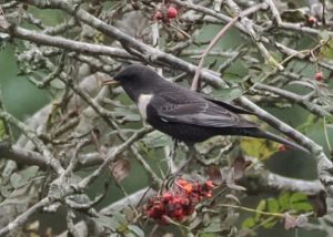 Ring Ouzel, Devil's Punch Bowl (S Allen).