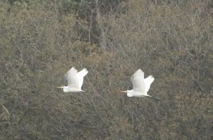 Great Egrets, Bolder Mere (D Harris).