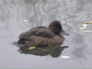 Ferruginous Duck, Wandsworth Common (N Rutter).