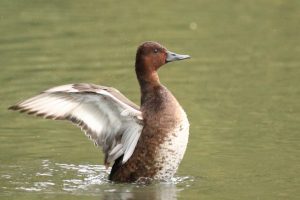 Ferruginous Duck, Tooting Common (R Gray).