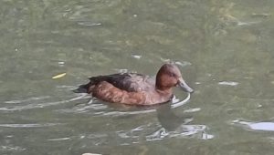 Ferruginous Duck, Tooting Common (M Bravery).