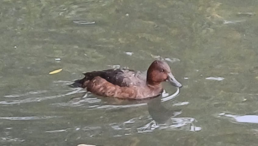 Ferruginous Duck, Tooting Common (M Bravery).