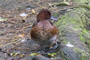 Ferruginous Duck, Tooting Common (A Wilkinson).