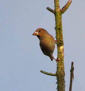 Hawfinch, Headley Heath (L Bugby).