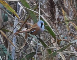 Bearded Tit, Beddington Farmlands (I Jones).