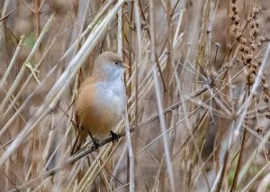 Bearded Tit, Shalford Water Meadows (E Stubbs).