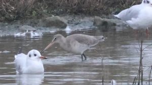 Black-tailed Godwit, Beddington Farmlands (I Jones).