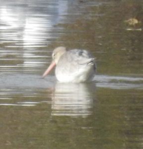 Black-tailed Godwit, Beddington Farmlands (D Warren).