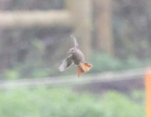 Black Redstart, Little Woodcote (A Dutta).