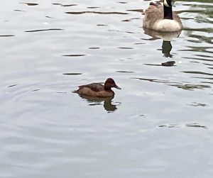 Ferruginous Duck, Tooting Common (D Bulling).