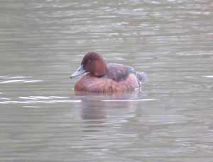 Ferruginous Duck, Tooting Common (J Reeves).