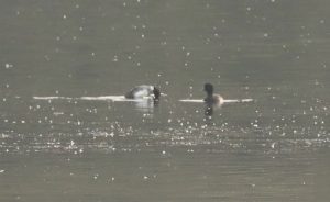 Goldeneye, Holmethorpe SP (G Hay).