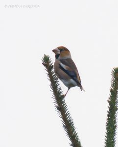 Hawfinch, Effingham Forest (D Carlsson).