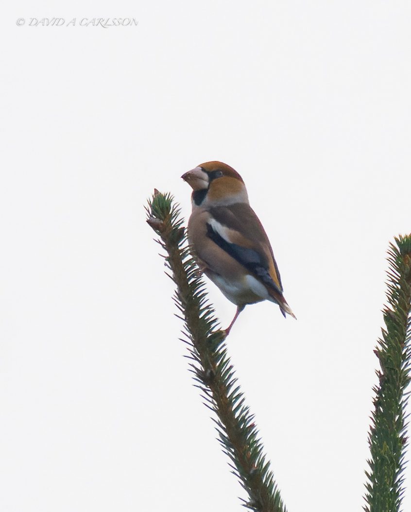 Hawfinch, Effingham Forest (D Carlsson).