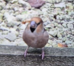 Hawfinch, Beare Green (D Robinson).