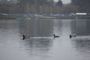 Red-crested Pochard, Papercourt GPs (A Press).