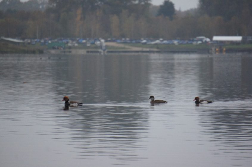 Red-crested Pochard, Papercourt GPs (A Press).