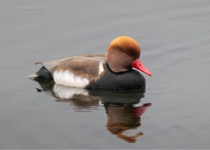 Red-crested Pochard, Papercourt GPs (D Carlsson).