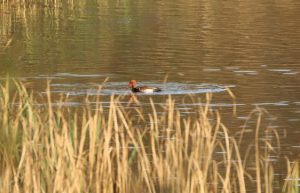 Red-crested Pochard, Holmethorpe SP (G Hay).