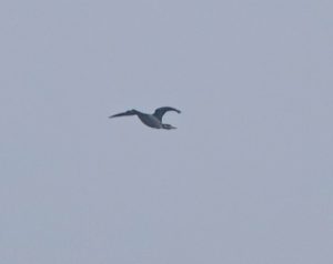 Red-throated Diver, New Malden (T Inns).